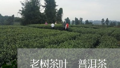 老树茶叶 普洱茶/2023041091605